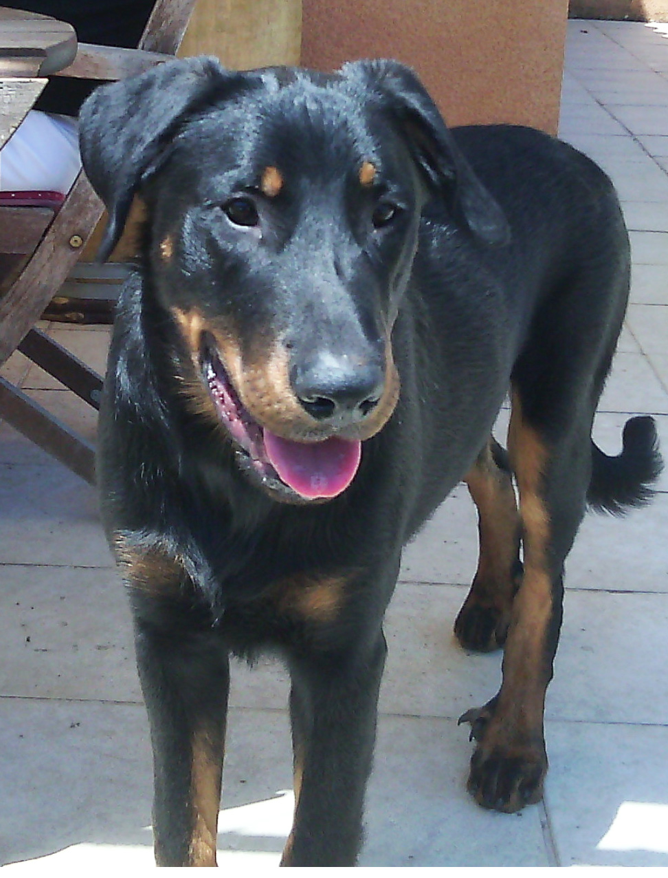domainedelalicorne.fr Elevage de beauceron chiot beauceron pure race élevage du clos de la licorne elevage des gardiens de la licorne elevage beauceron noir et feu authentique gros gabarits élevage de Beauceron familial sérieux et qualité domainedelalicorne.fr suivi des chiots conseil d’éducation chiot propre bas rouge santé caractère spécialiste du beauceron noir et feu ou arlequin chien rustique berger de France  nos chiots sont élevés avec amour et attention notre passion au service de la qualité Beauceron de qualité et sportif domaine de la licorne 04380 BARRAS élevage en liberté éleveur berger de beauce élevage de beauceron de travail 